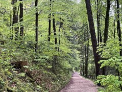 Bild Zertifizierungsverfahren Wald&amp;Gesundheit, &copy; Bayerischer Heilb&auml;der-Verband e.V.