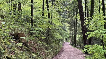 Bild Zertifizierungsverfahren Wald&amp;Gesundheit, © Bayerischer Heilbäder-Verband e.V.